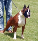 boxer cachorros dorados y atigrados - mejor precio | unprecio.es