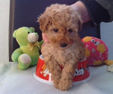 cachorros espectaculares de caniche toy pura raza nacionales