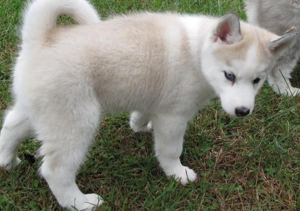 Cachorros Siberian Husky.