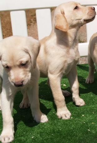 Camada de Labrador retriever, sensacionales. Murcia