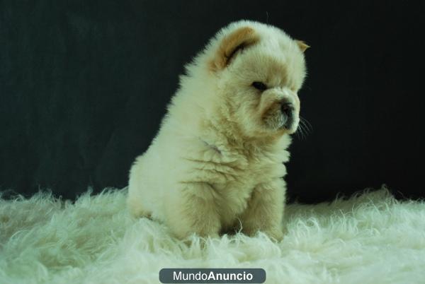 chow chow preciosos cachorros disponibles para entregar