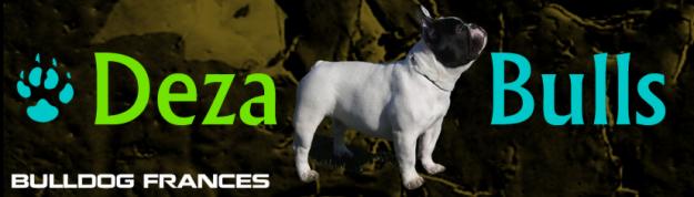 Dezabulls kennel cria y selecion de bulldog frances