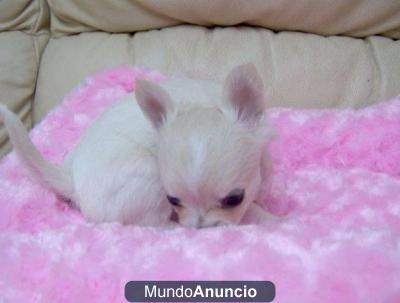 dulces cachorros Chihauhau para la venta