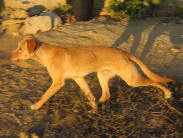 Golden cachorro en adopcion