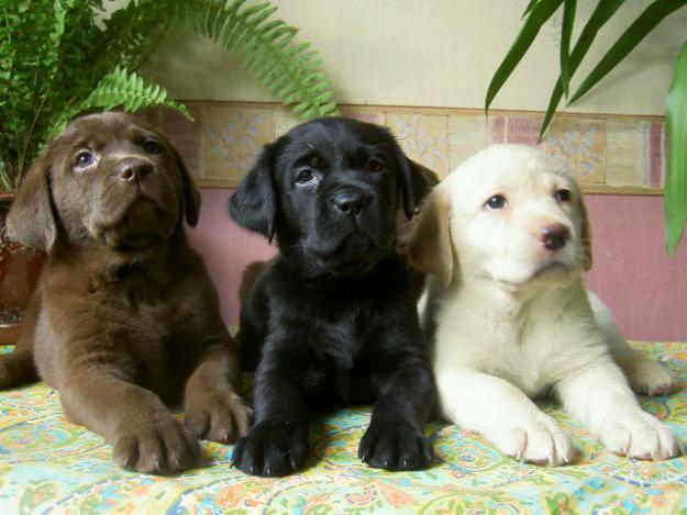 Labrador retrievers