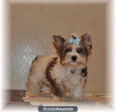 Regalo yorkshire terrier cachorros