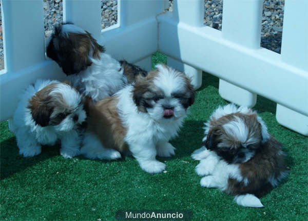 Tu Shih-tzu, garantía de CINCO AÑOS!! - Barcelona