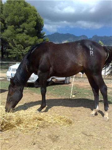 Vendo potro Quarter horse Americano