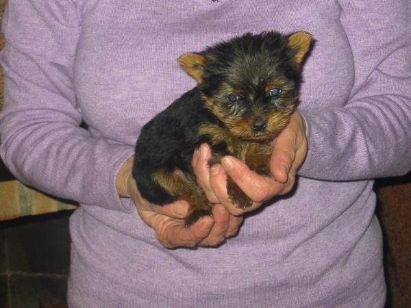 Yorkshire terrier,cachorros toy y estandar,pedigree.