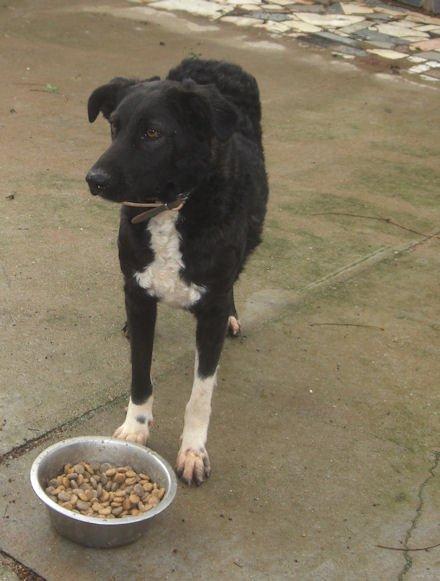 BLAKY, ABANDONADO EN UNA URBANIZACIÓN