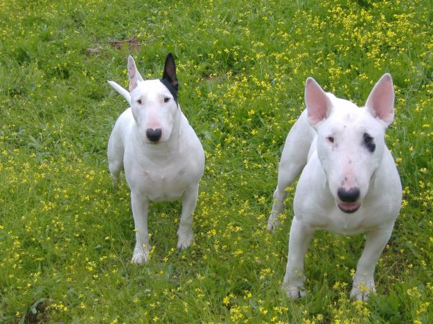 BULL TERRIER PARA MONTAS EN CORDOBA