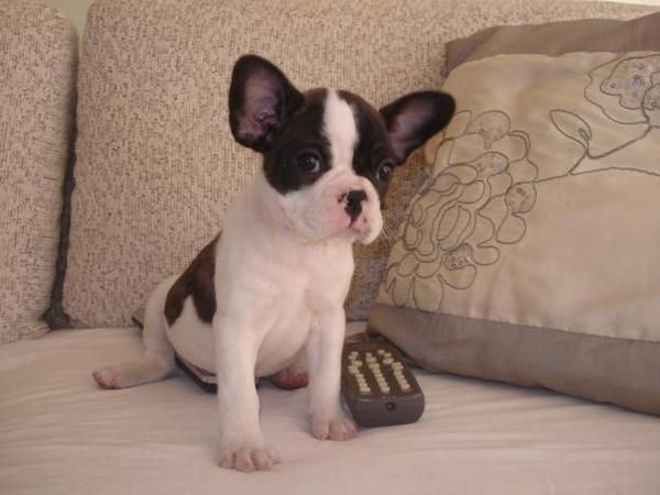 Bulldog Frances precio que rompe 150euro