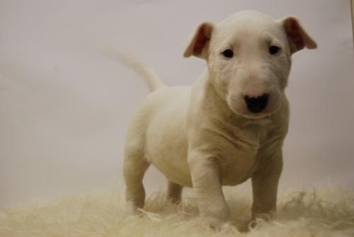 cachorros de bull terrier, dos meses,  vacunas y pedegree