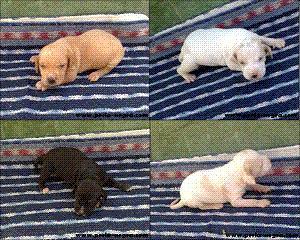 CACHORROS DE POINTER