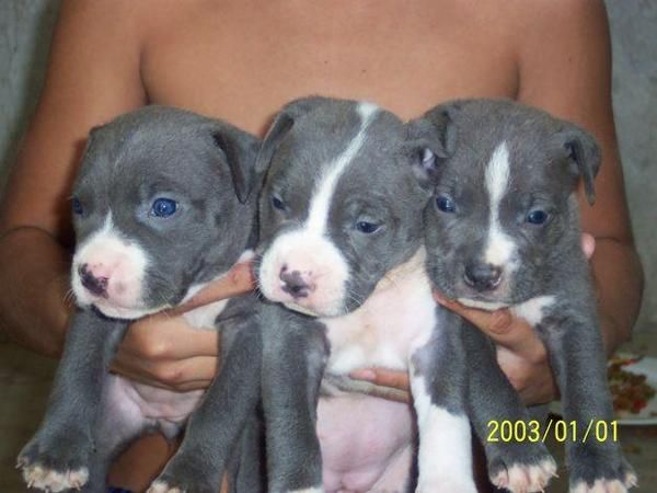 CAMBIO 2 CACHORROS DE PASTOR ALEMAN CON PEDIGRIE POR AMERICAN STANFOR BLUE