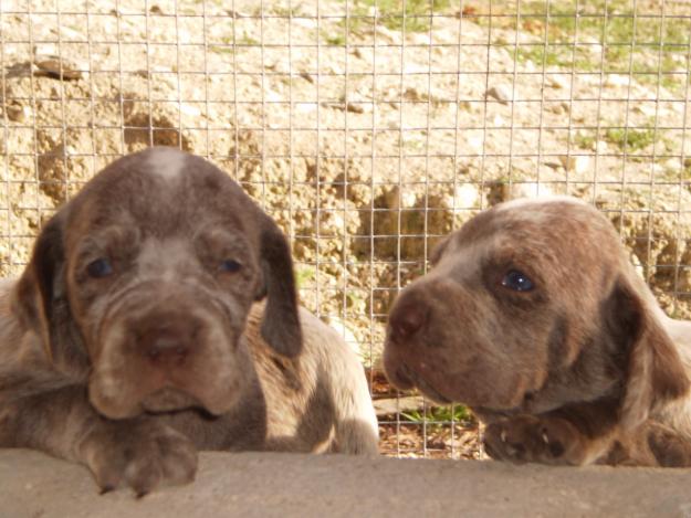 perros de caza perdigeros de burgos