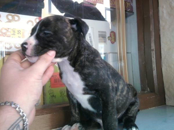 Se vende american stafforshide terrier con pedigree