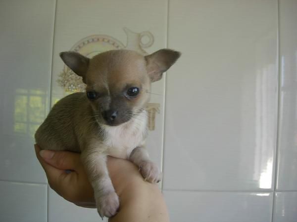 se vende precioso chihuahua