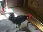 vendo gallinas castellanas - mejor precio | unprecio.es