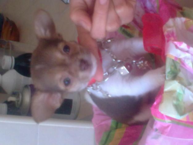 Venta chihuahuas con pedigree