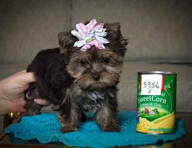 Yorkshire terrier pedigree de preparatoria