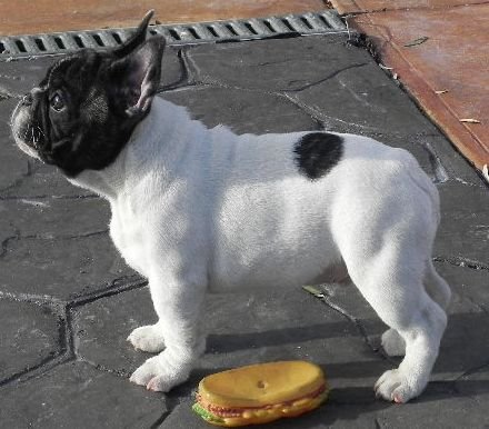 Cachorros bulldog francés, excelentes líneas de sangre.