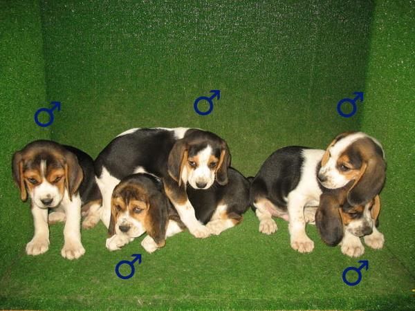 BONITOS BEAGLES 240 EUROS :)