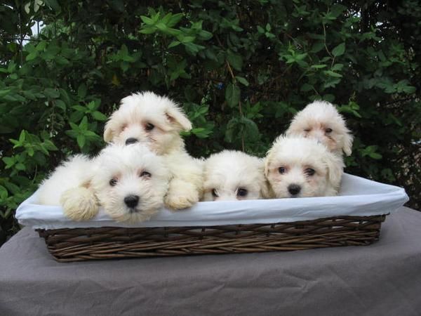 Cachorros Bichon Maltes 350 euros