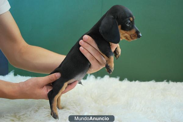 Cachorros de teckel miniatura, kaninchen , cachorritos del minimo tamaño, somos criadores