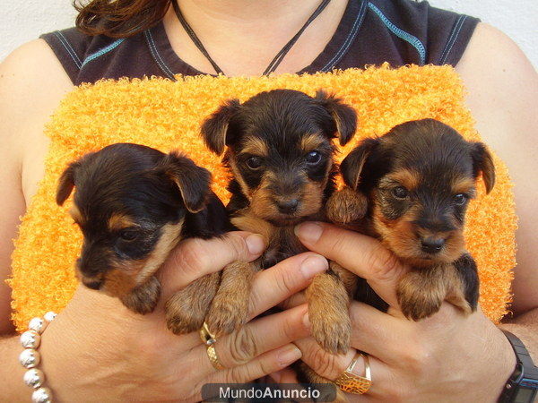 CACHORROS YORKSHIRE TOY 500