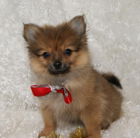 Pomeranians Adorable disponibles para Navidad