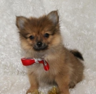 Pomeranians Adorable disponibles para Navidad - mejor precio | unprecio.es