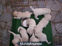 Preciosidades de cachorros  machos y una hembras golden retrieve