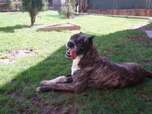 precioso presa canario