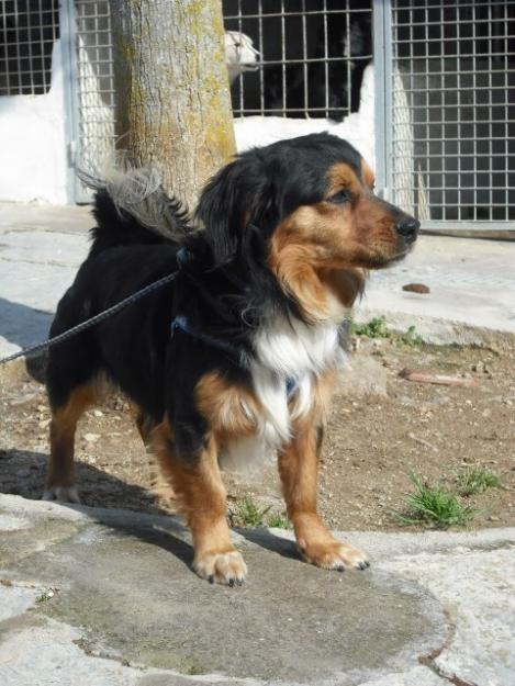 Rocky, salva mi vida en Sant Jordi