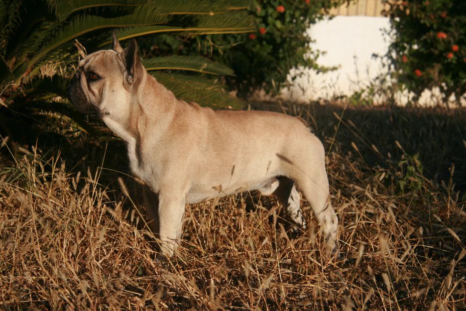 Se ofrece macho bull dog francés fawn