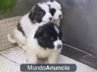 SE REGALAN CACHORROS CRUZADOS - 1 MES - mejor precio | unprecio.es