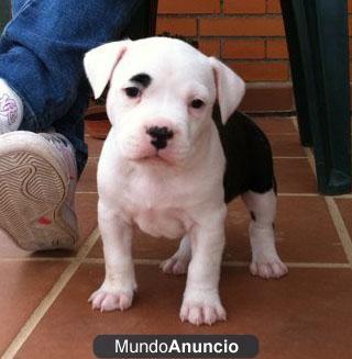 American Staffordshire Terrier