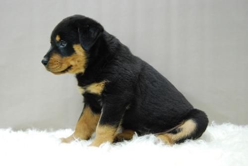 camada de rotweiler, calidad en nuestros cachorros