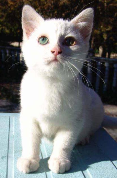 Gatita blanca necesita casa