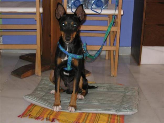 Pinscher mediano busca hogar urgente