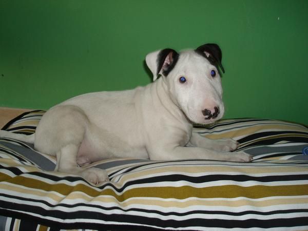 Preciosos cachorros de bullterrier