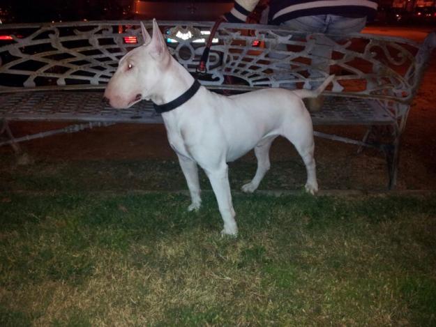 se vende camada de bull terrier 350€€