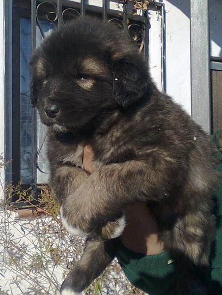 se venden cachorros pastor del caucaso