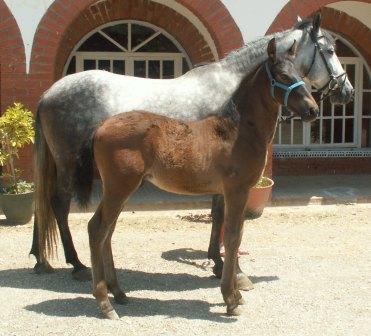 SUBASTA PERMANENTE DE CABALLOS EN BARCELONA