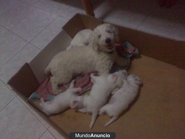 VENDO ÚLTIMO CANICHE ENANO, MACHO BLANCO