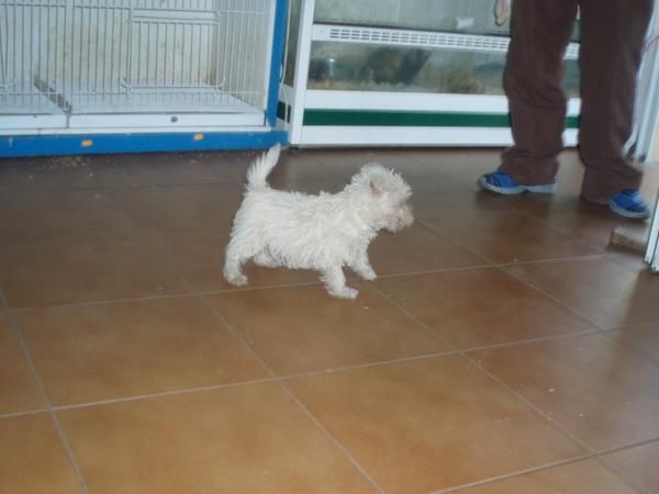 Bichon Maltes mini hembra 390 euros