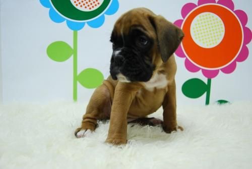 BOXER ESPECTACULAR  ( WWW.ANIMALFLOWER.COM )