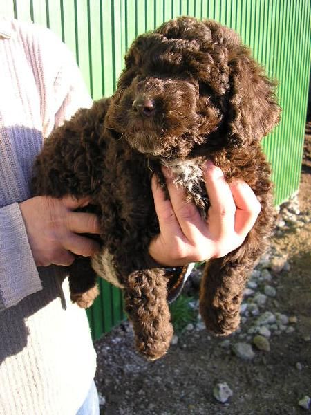 Cachorros de Perro de Aguas español