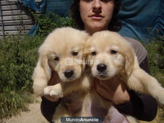 cachorros machos golden retriever pedigree loe